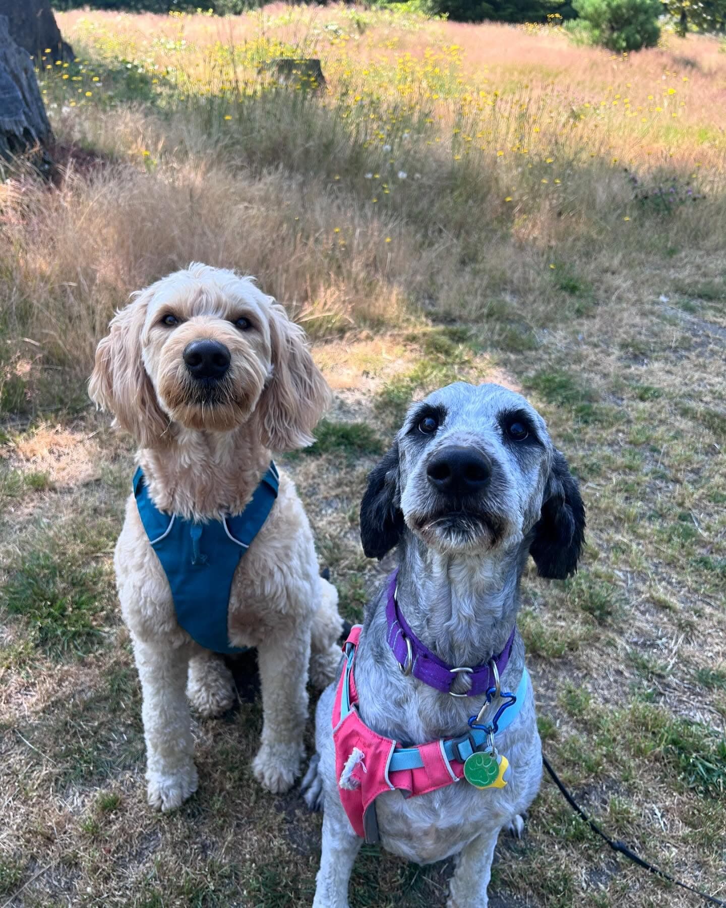 Two fluffy dogs, one tan and one grey, sit in a field wearing blue and pink harnesses.