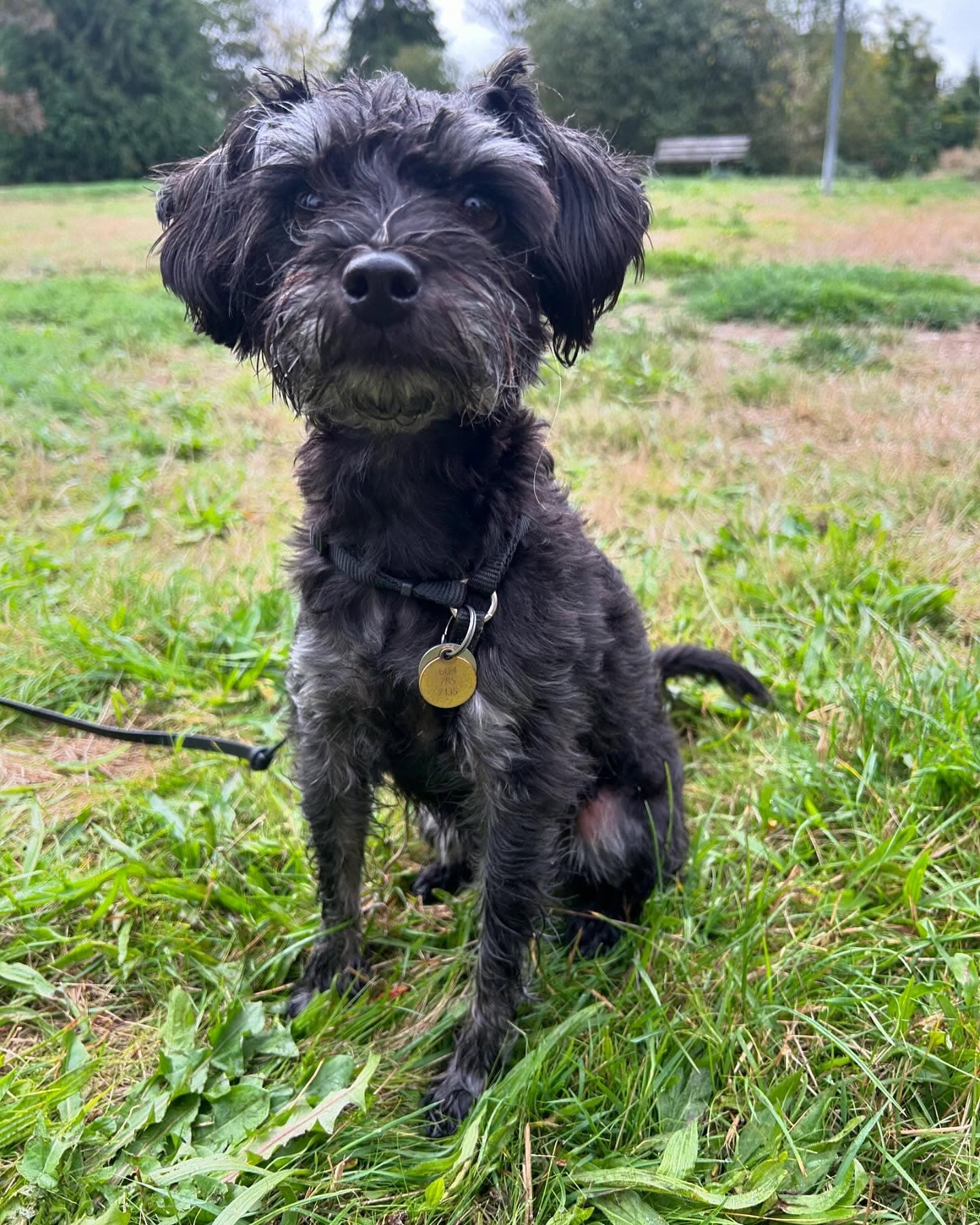 Small, scruffy black dog with a gold tag sits on green grass in a park.