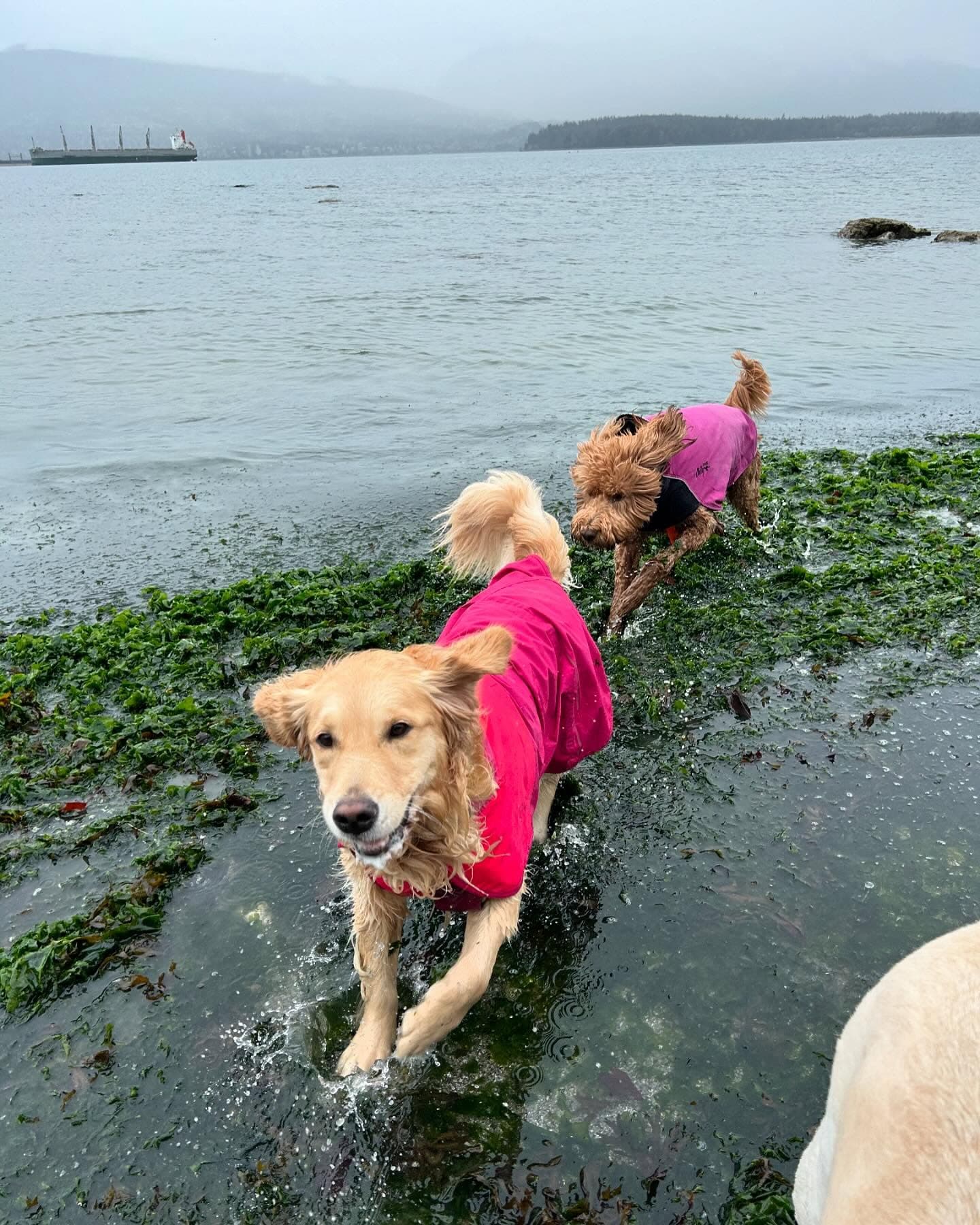 Two dogs wearing pink jackets run through green seaweed and shallow water on a beach.
