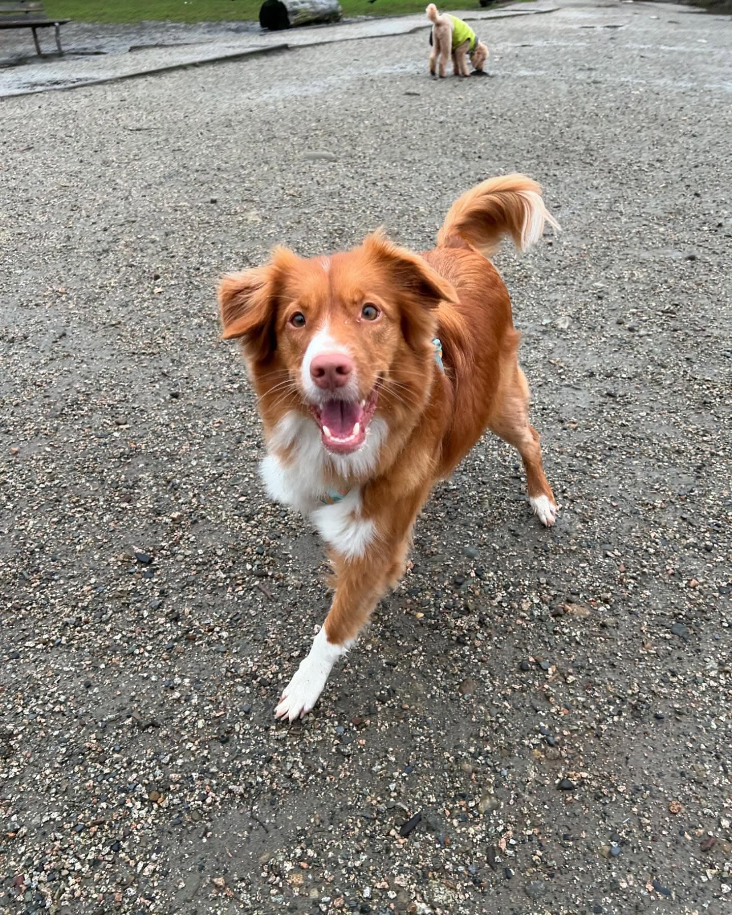 Happy reddish-brown dog with white markings runs toward the camera on a gravelly surface.