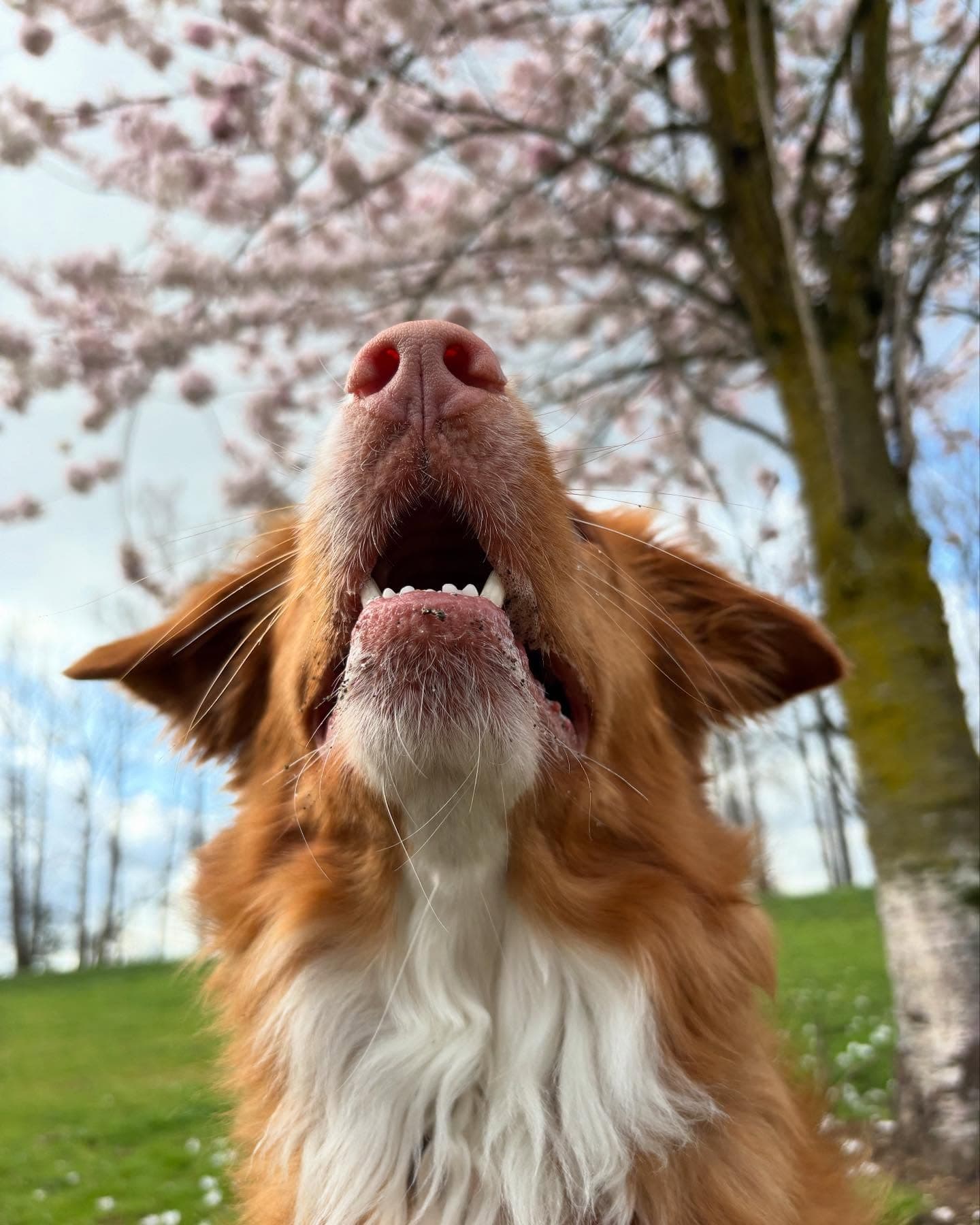 Low-angle close-up of a brown dog looking up with mouth open under cherry blossoms.