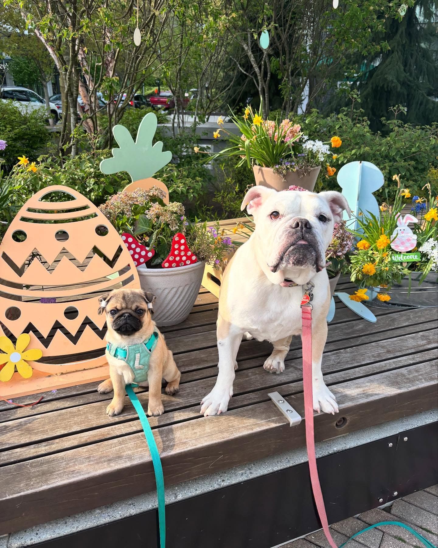 Small pug and white bulldog sit on a wooden bench surrounded by colorful Easter decorations.
