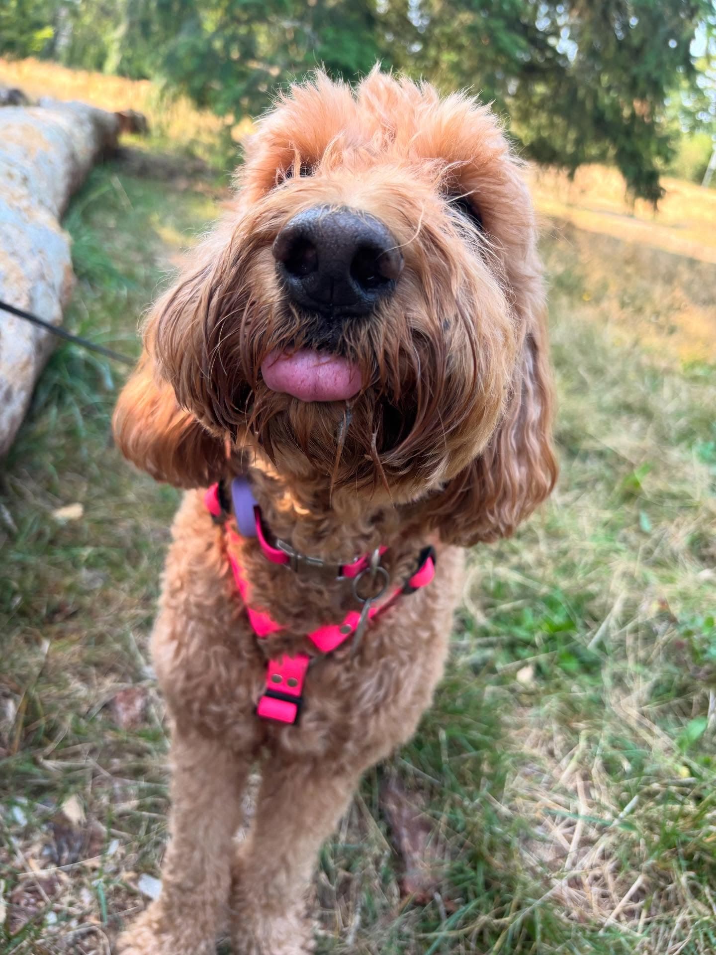Brown curly-haired dog sticking its tongue out, wearing a bright pink harness outdoors.