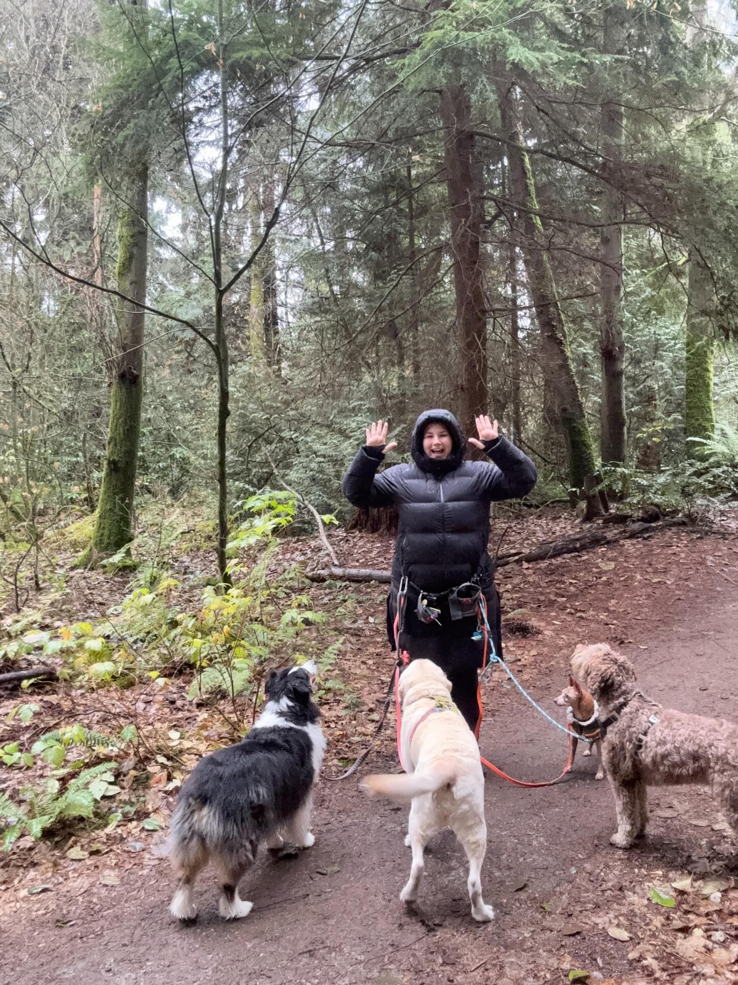 Person in a black jacket cheers while walking four dogs on a wooded trail.