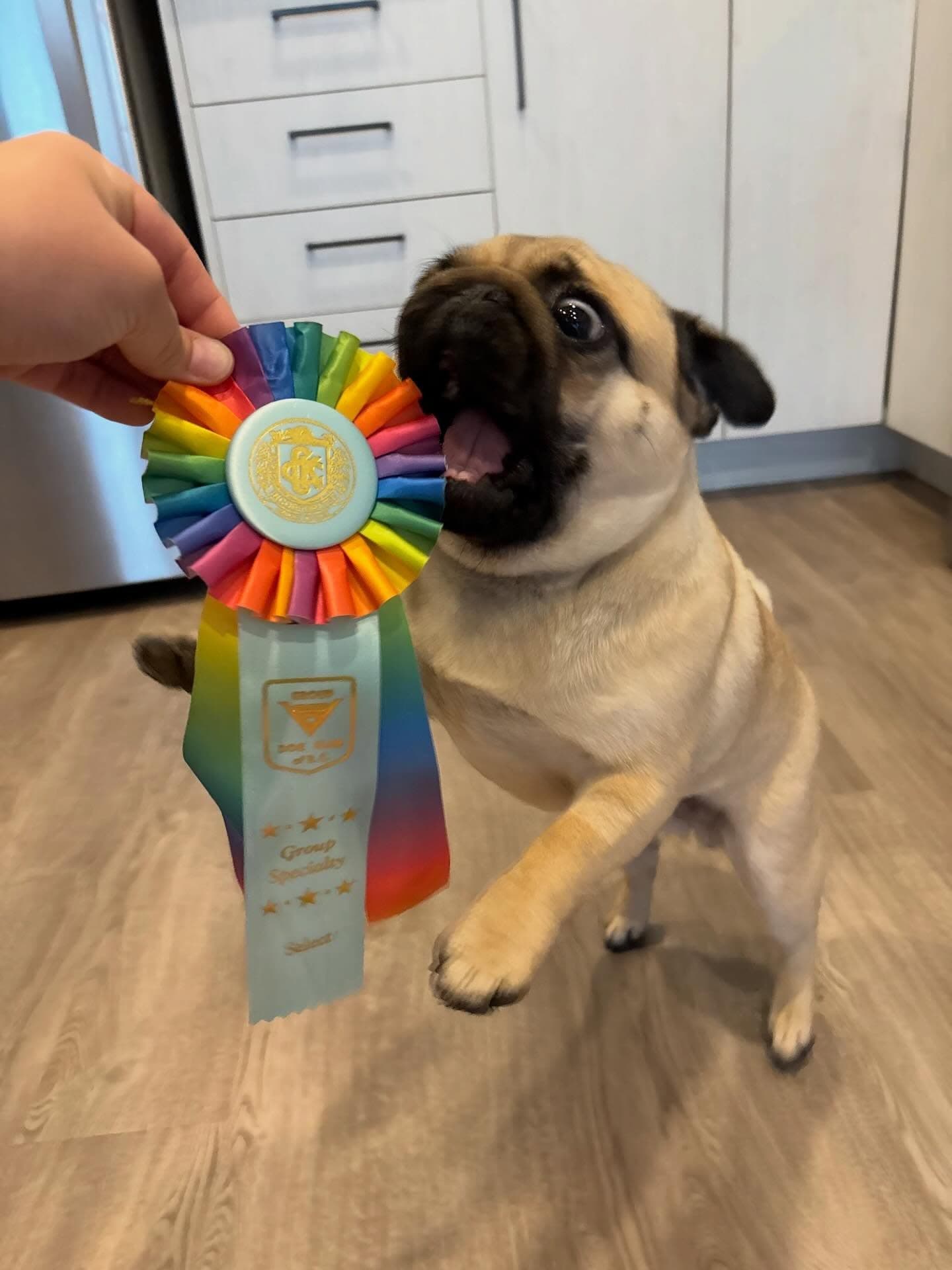 Excited pug with wide eyes jumps up to bite a colorful rainbow dog show ribbon.