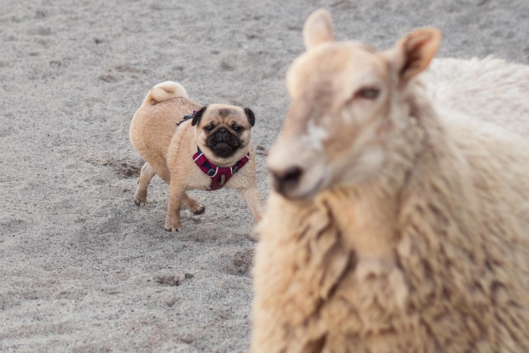 Tan pug in a red harness stands on sand behind a large, blurry sheep.