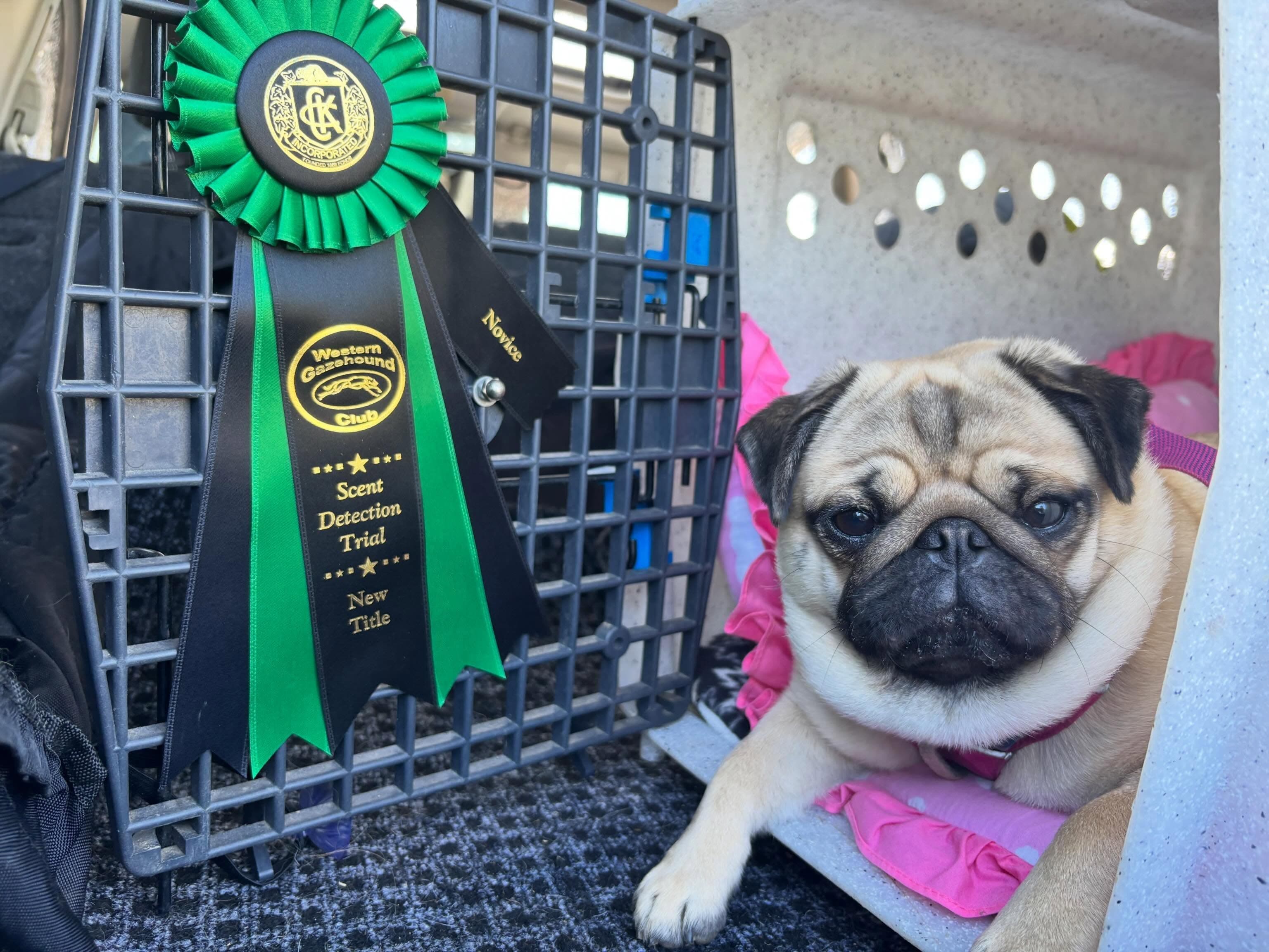 Pug dog sits in a crate next to a green and black scent detection ribbon.