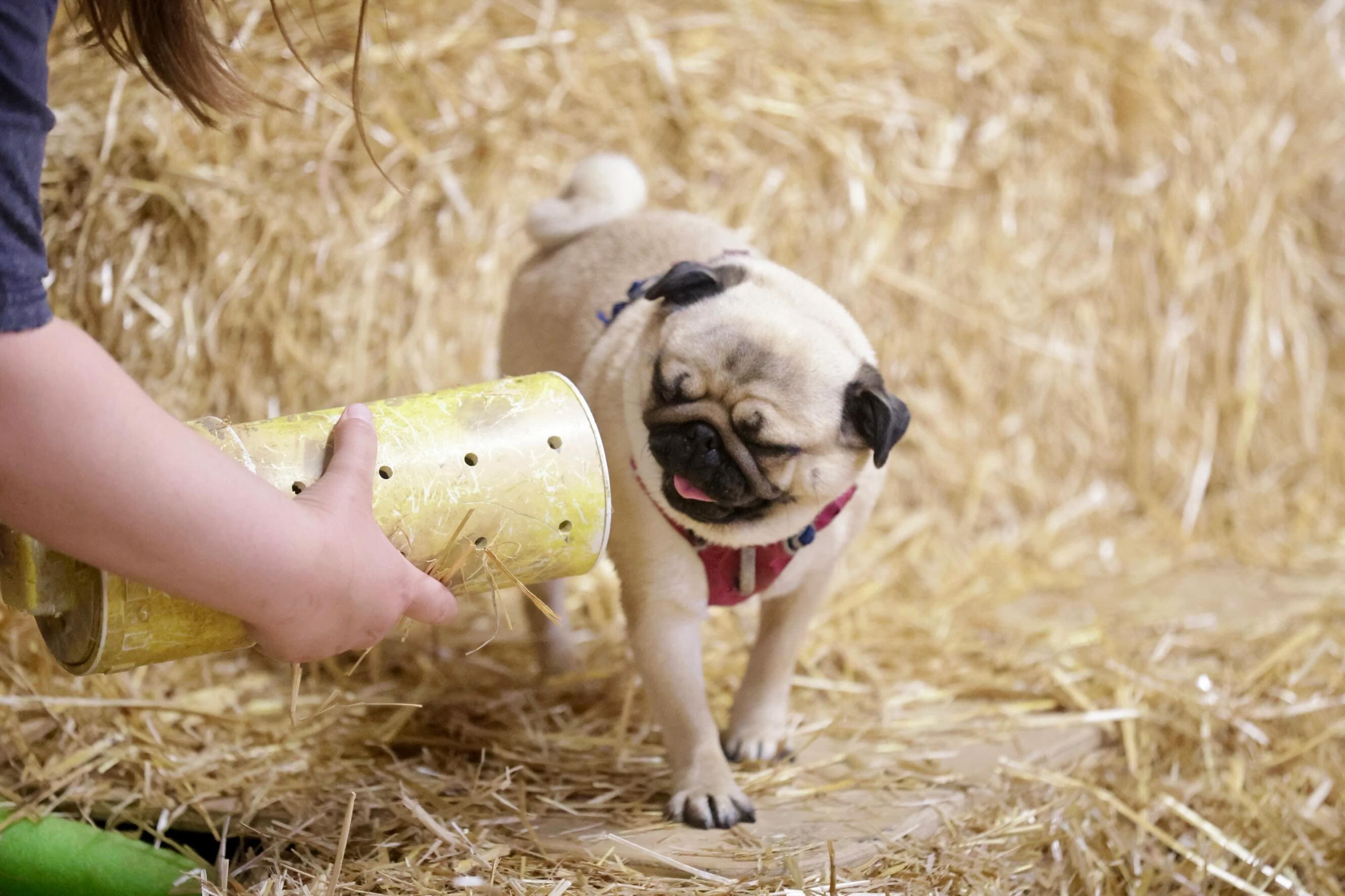 Pug in pink harness sniffs a yellow treat tube held by a person over straw.