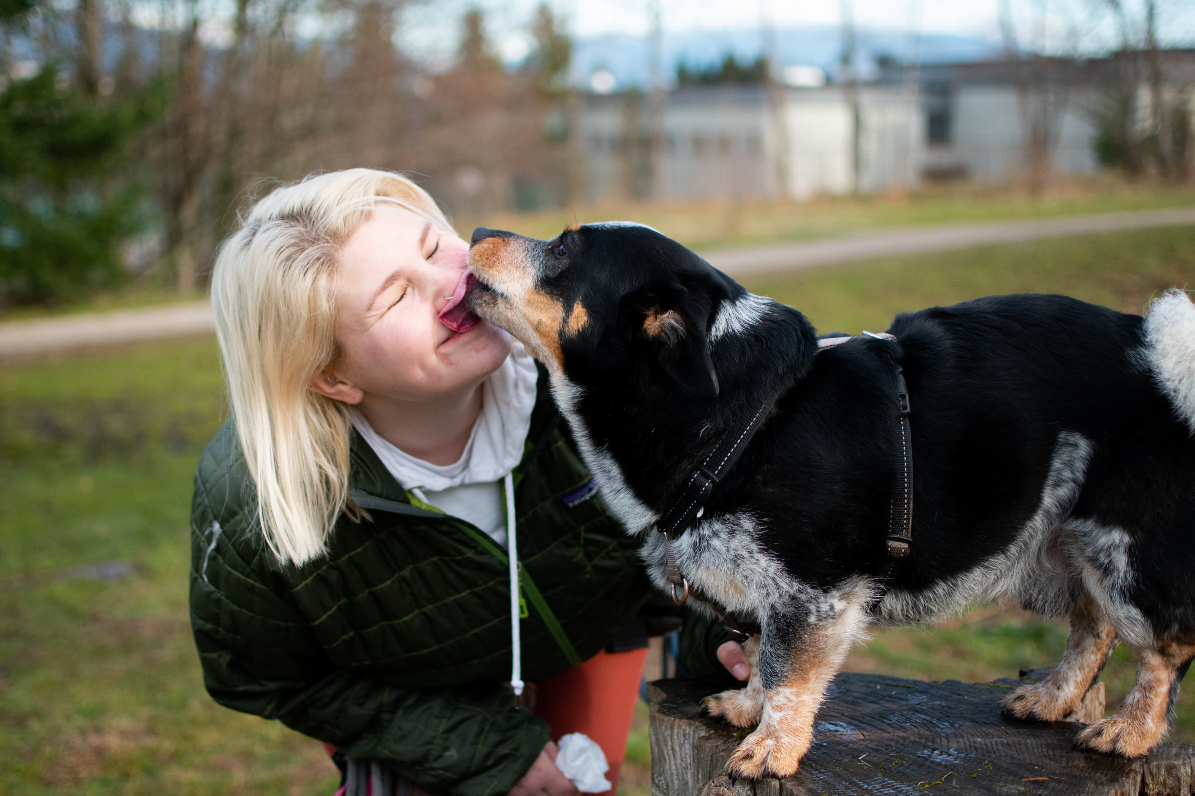 A tricolor dog licks the face of a smiling blonde woman in a park.