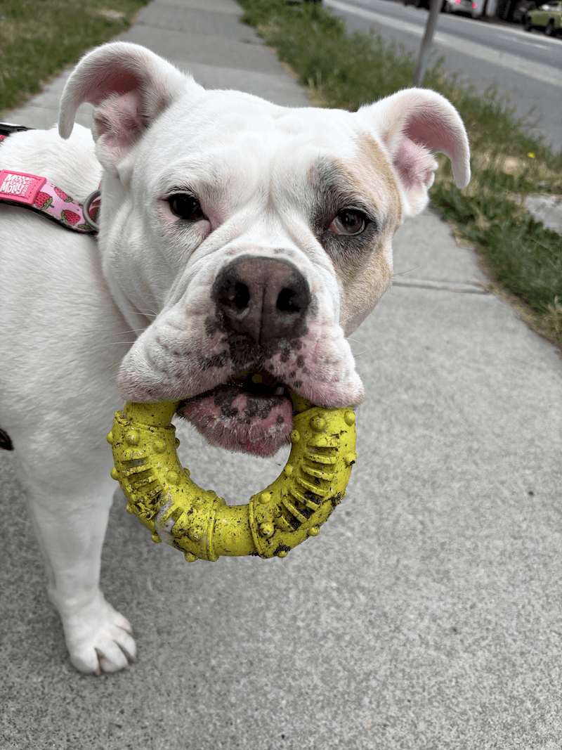 White bulldog wearing a pink strawberry harness holds a yellow ring toy in its mouth.