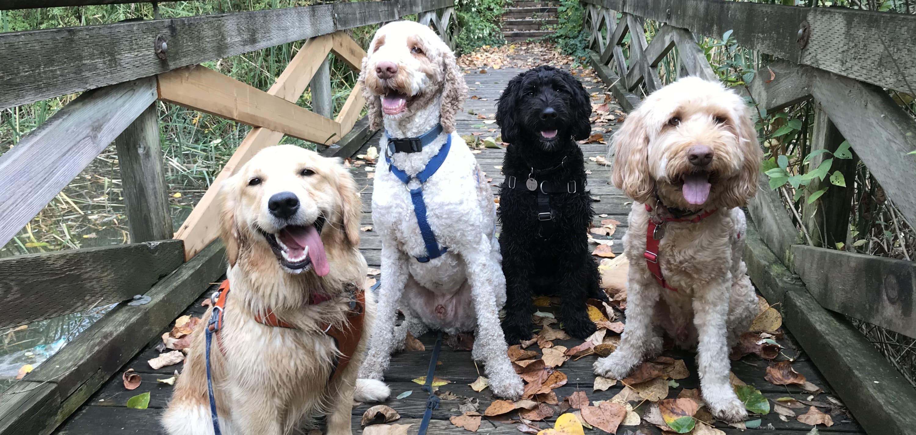 Four smiling dogs in harnesses sit on a wooden bridge covered in autumn leaves.