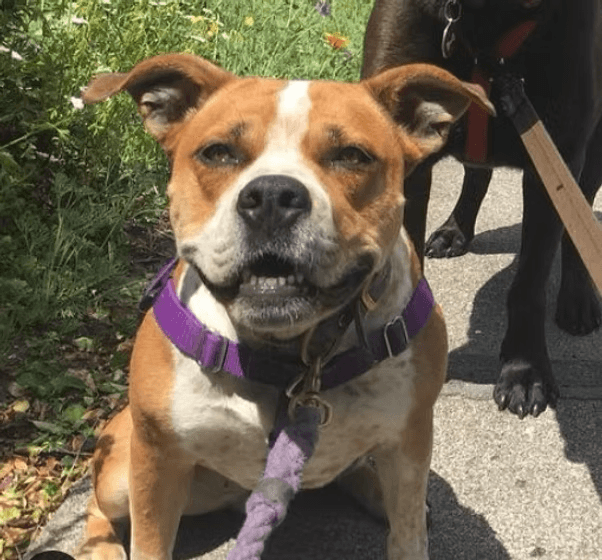 Smiling tan and white dog wearing a purple harness sits on a sunny outdoor sidewalk.