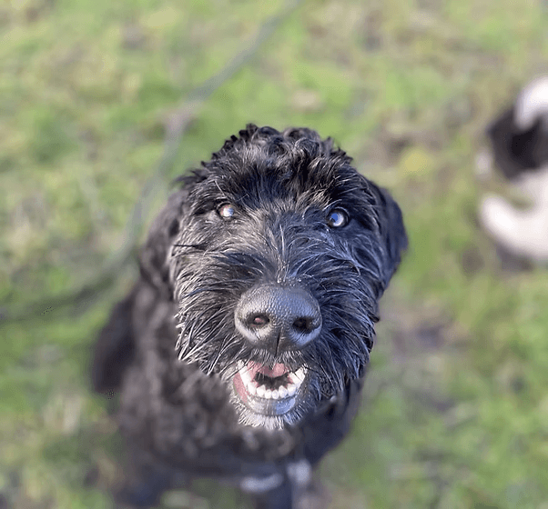 Happy black dog with curly fur looking up at the camera with its mouth open.