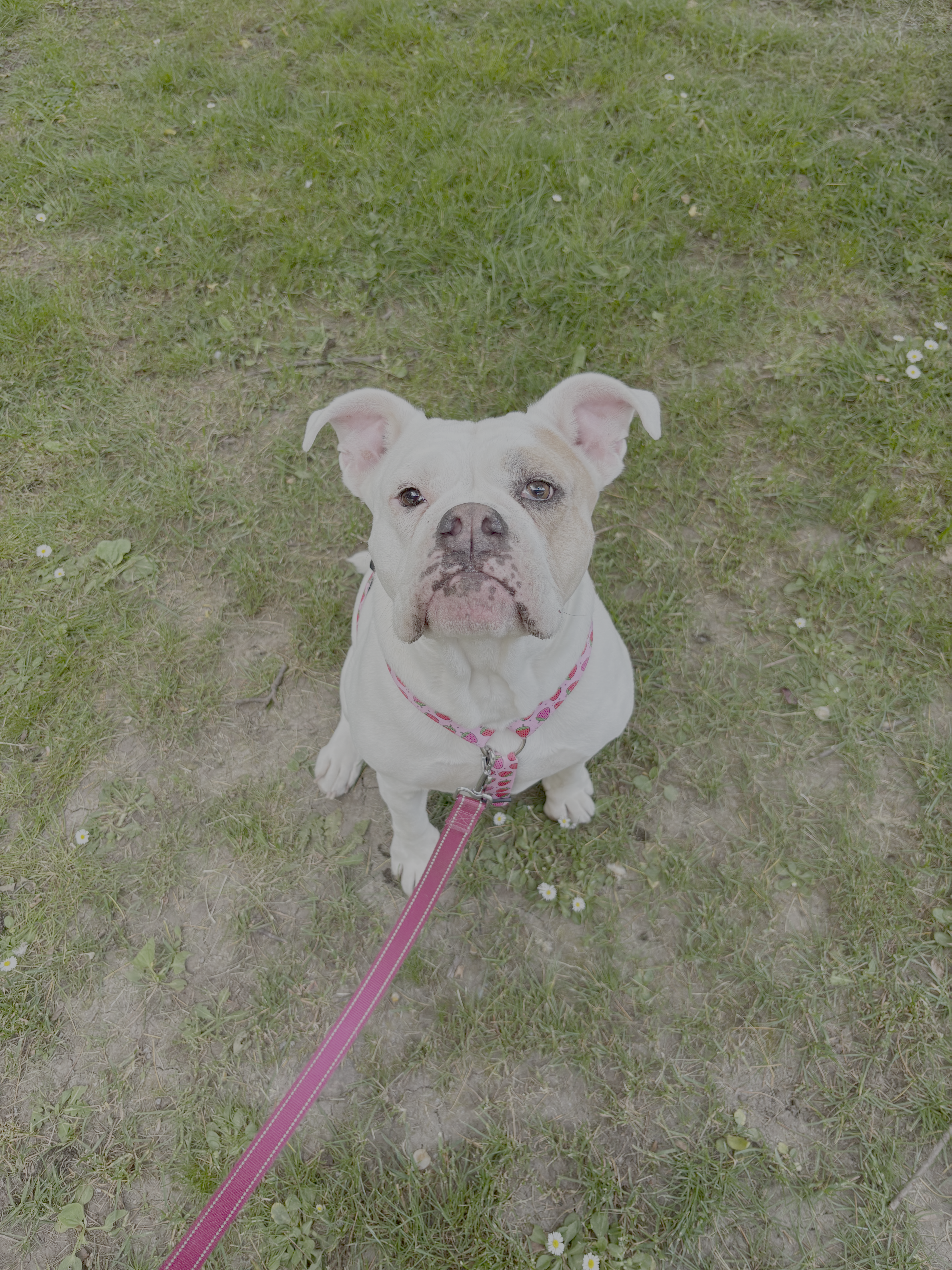 A white bulldog with tan eye patches sits on grass wearing a pink strawberry harness.